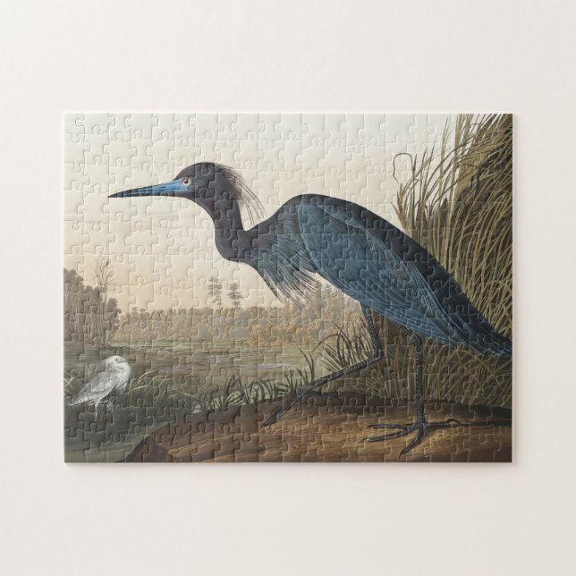 Blauer Kranich oder Heron von Vögeln Amerikas (Horizontal)