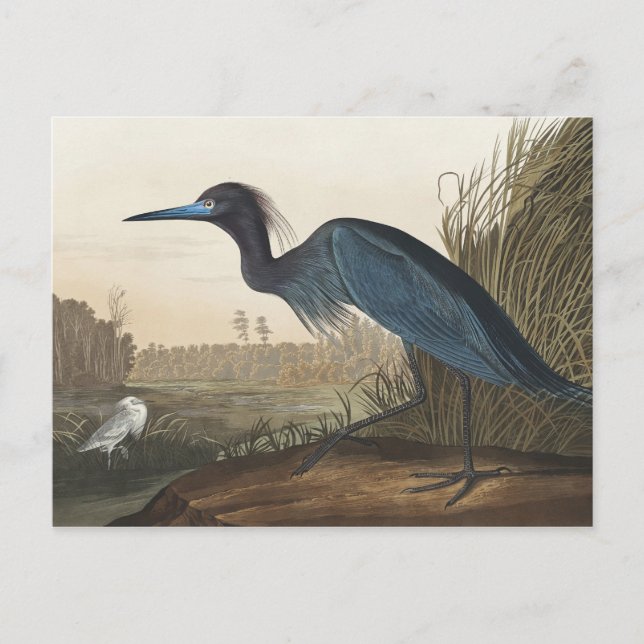 Blauer Kranich oder Heron von Vögeln Amerikas Postkarte (Vorderseite)