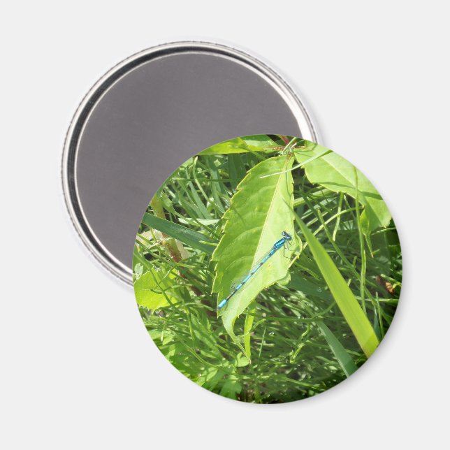 Blauer Libellenmagnet Magnet (Vorderseite/Rückseite)