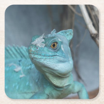 Blauer Lizard