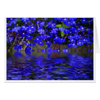 Blauer Lobelia
