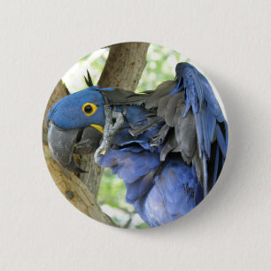 Blauer Macaw-Knopf Button