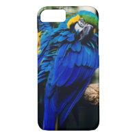 Blauer Macaw-Papagei, exotischer tropischer Vogel