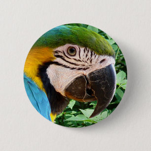 Blauer Macaw-Papageien-Knopf Button