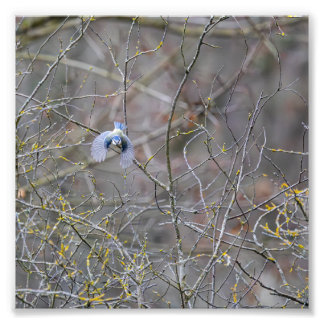 Blauer Mägen-Flug Fotodruck