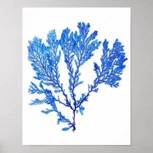 Blauer Meerespflanze-Druck-Nr. 3- botanischer Poster