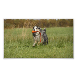 blauer Merle Aussie läuft mit Spielzeug Fotodruck