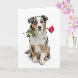 Blauer Merle Aussie Valentine – Ergebene Liebe Karte