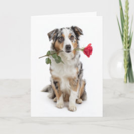 Blauer Merle Aussie Valentinstag Karte