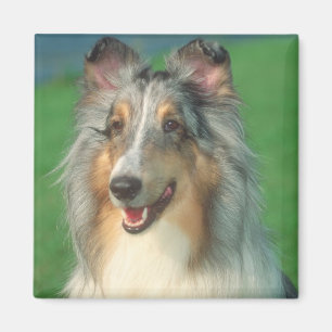 Blauer Merle Collie Magnet