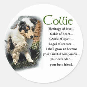 Blauer Merle Rough Collie Geschenke Runder Aufkleber