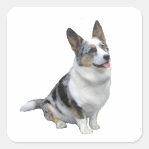 Blauer Merle Welsh Corgi Quadratischer Aufkleber