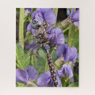 Blauer Mit Augen Darner Dragonfly auf der Blume