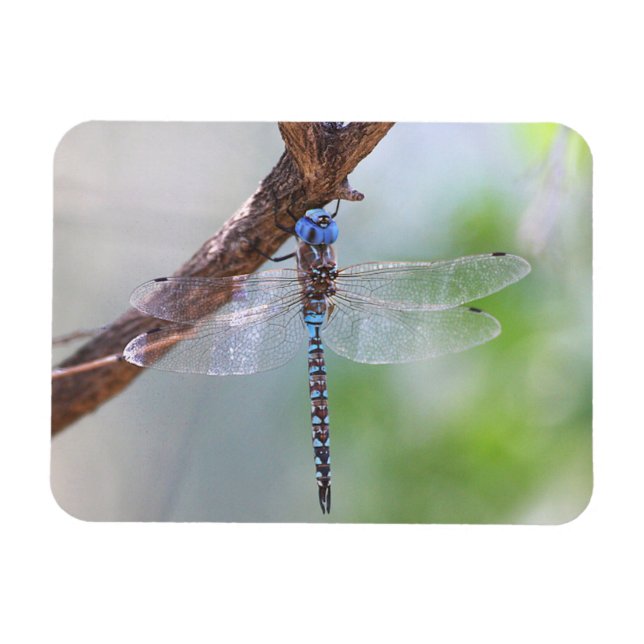 Blauer mit Augen Darner Dragonfly Magnet (Horizontal)
