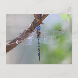 Blauer mit Augen Darner Dragonfly Postkarte