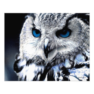 Blauer mit Augen Eulen-Kunst-Druck Fotodruck