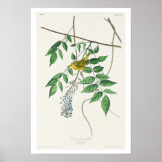 Blauer mit Augen Gelber Warbler von Audubon Poster