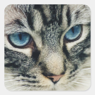 Blauer Mit Augen Tabby Katze Nah-up Quadratischer Aufkleber