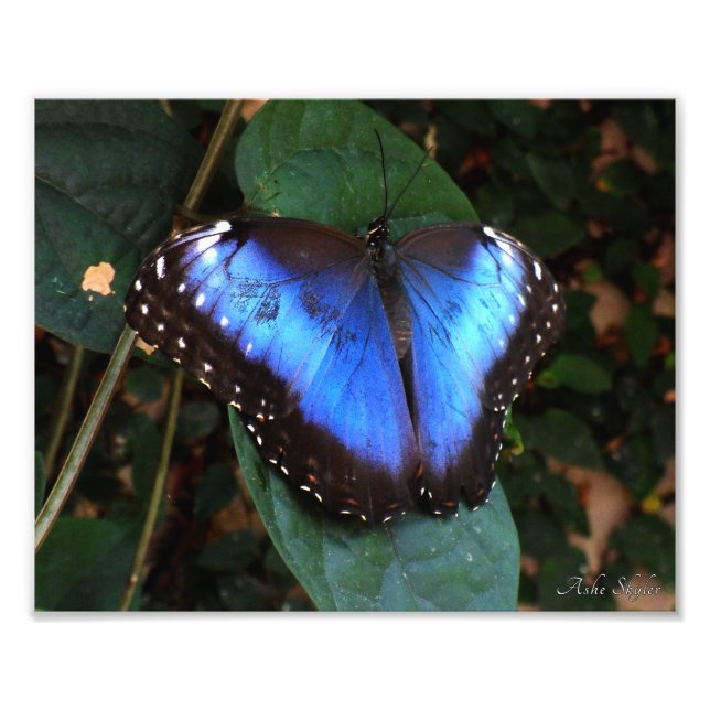 Blauer Morpho Butterfly Fotodruck (Vorne)