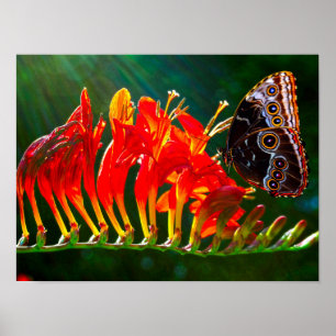 Blauer Morpho-Schmetterling auf Crocosmia Lucifer- Poster