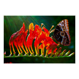 Blauer Morpho-Schmetterling auf Crocosmia Lucifer- Poster