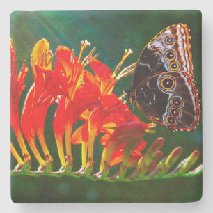 Blauer Morpho-Schmetterling auf Crocosmia Lucifer- Steinuntersetzer