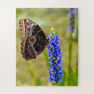 Blauer Morpho-Schmetterling auf einer Sumpforchide