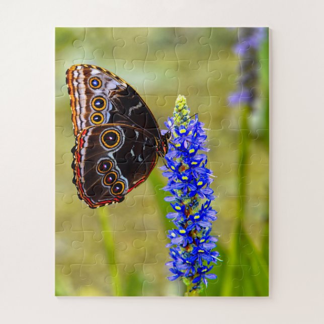 Blauer Morpho-Schmetterling auf einer Sumpforchide (Vertikal)