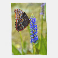 Blauer Morpho-Schmetterling auf einer Sumpforchide