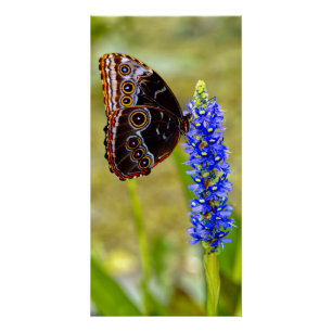 Blauer Morpho-Schmetterling auf einer Sumpforchide Poster