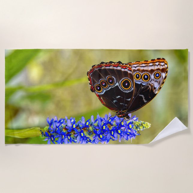 Blauer Morpho-Schmetterling auf einer Sumpforchide Strandtuch (Vorderseite)