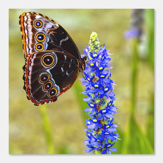 Blauer Morpho-Schmetterling auf einer Sumpforchide Tapete (Vorderseite)