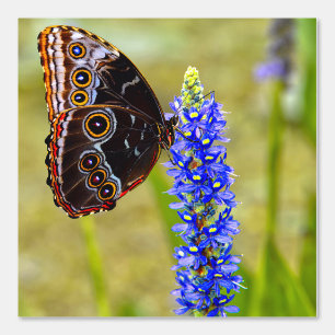 Blauer Morpho-Schmetterling auf einer Sumpforchide Tapete