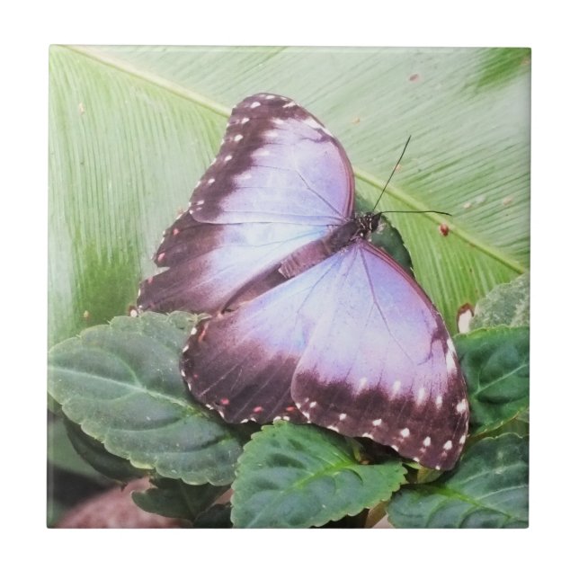 Blauer Morpho-Schmetterling Fliese (Vorderseite)