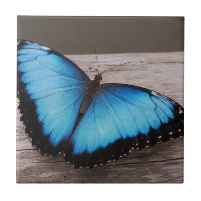 Blauer Morpho Schmetterling Fliese (Vorderseite)
