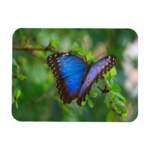 Blauer Morpho Schmetterling Magnet