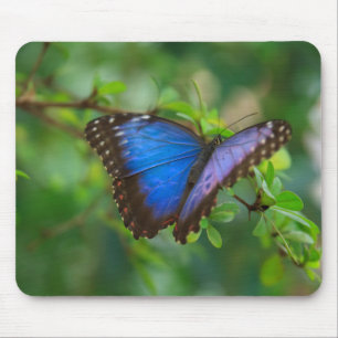 Blauer Morpho Schmetterling Mousepad