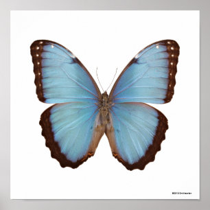 Blauer Morpho Schmetterling Poster