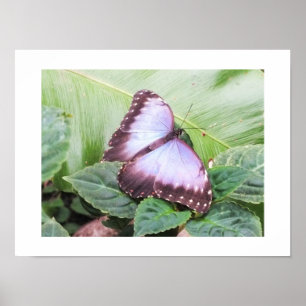 Blauer Morpho-Schmetterling Poster