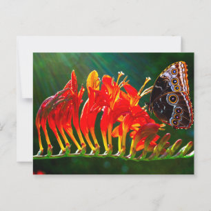 Blauer Morphon-Schmetterling auf Crocosmia Lucifer Postkarte