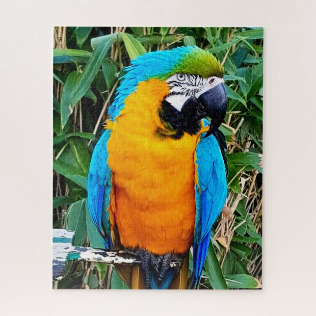 Blauer Papagei (Vertikal)