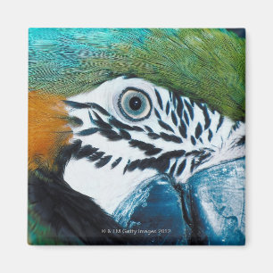 Blauer Papagei Magnet