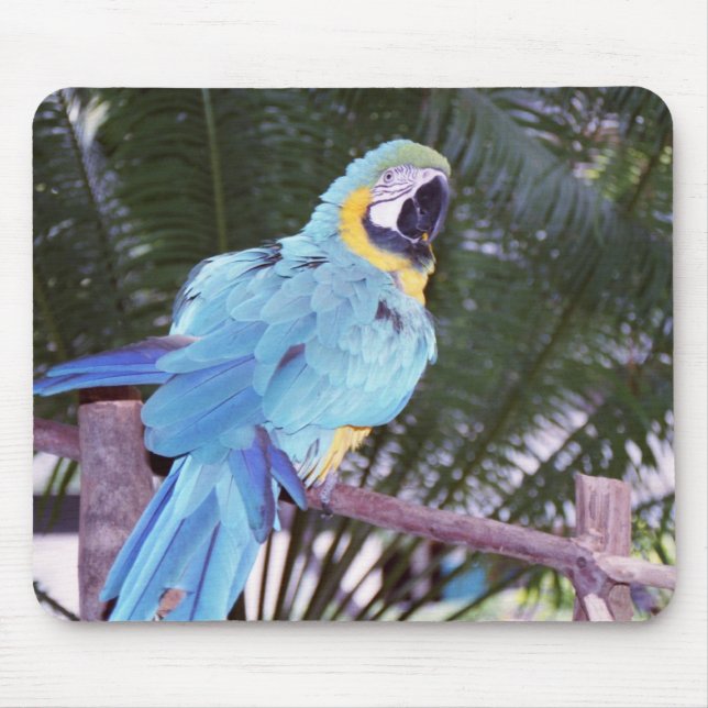 blauer Papagei Mousepad (Vorne)