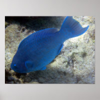 Blauer Papagei