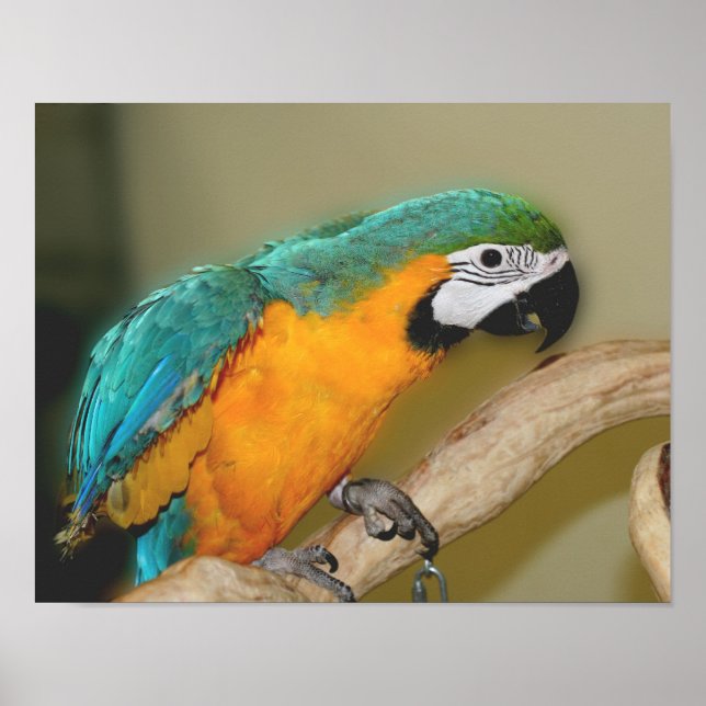Blauer Papagei Poster (Vorne)