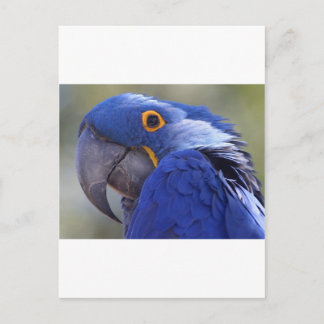 Blauer Papagei Postkarte