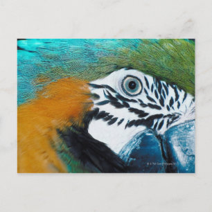 Blauer Papagei Postkarte