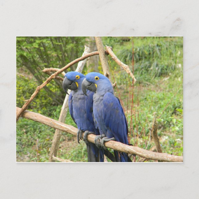 Blauer Papagei Postkarte (Vorderseite)