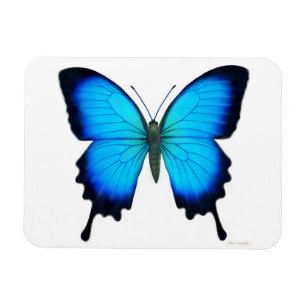 Blauer Papilio Ulyssses Magnet
