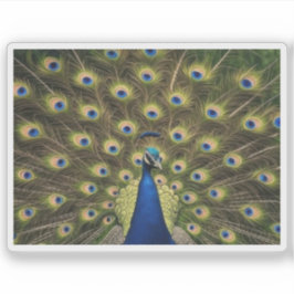 Blauer Pfau Aufkleber